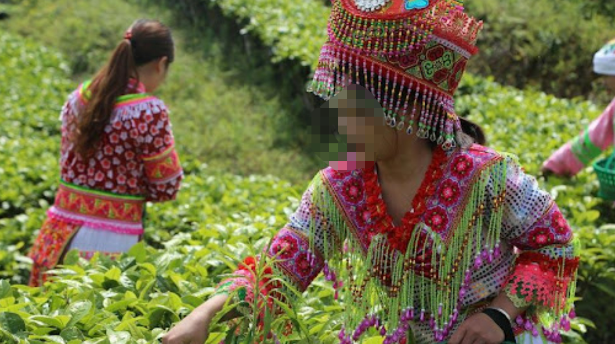 tea picking